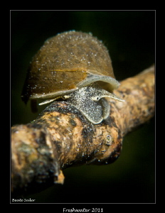 Radix auricularia by Beate Seiler 
